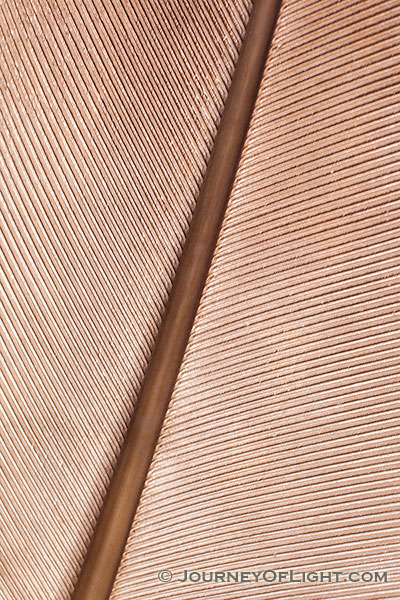 A close-up image of a feather from a Sandhill Crane in central Nebraska.