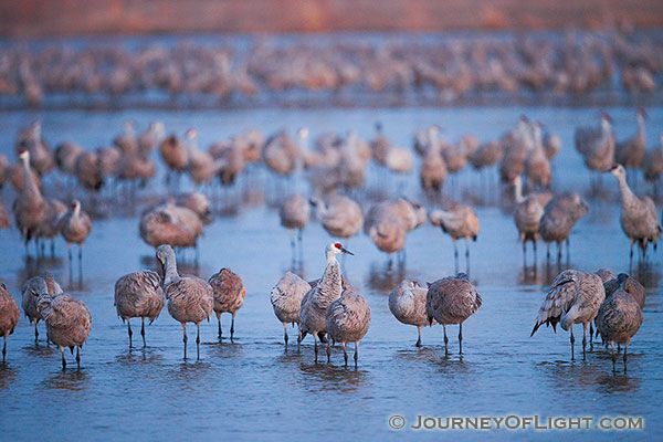 The Sandhill Crane, named for the sandhills of central Nebraska migrates every summer and fall stopping at the Platte River to gain precious pounds for the rest of the journey.