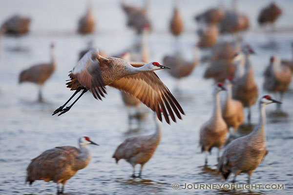 Every morning during its migration stop on the Platte River in central Nebraska, the Sandhill Crane takes flight and leaves the river in search of sustenance from the nearby fields.
