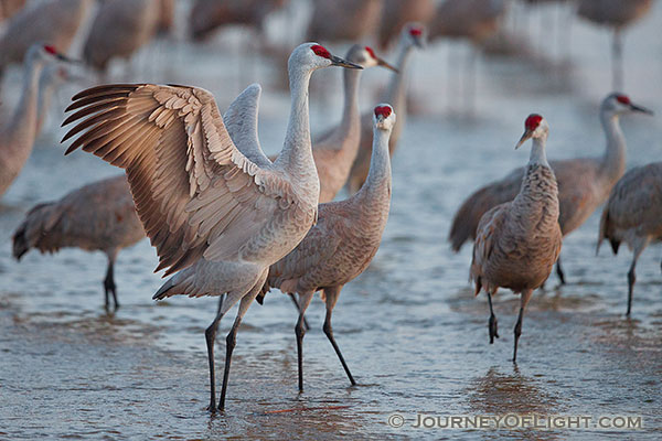 A Sandhill Crane puffs his chest and spreads his wings to impress a potential mate on the Platte River in central Nebraska.