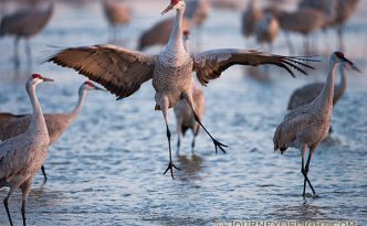 A graceful Sandhill Crane dances to impress potential mates, to establish territorial claims or to confirm potentially decades long bonding. Sandhill Cranes mate for life and the dancing is all part of the ritual.