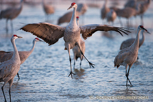 A graceful Sandhill Crane dances to impress potential mates, to establish territorial claims or to confirm potentially decades long bonding. Sandhill Cranes mate for life and the dancing is all part of the ritual.