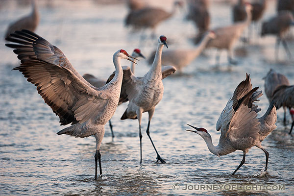 The oldest known fossil of a sandhill crane is from 9 million years ago. For longer than there have been sandhills in Nebraska this beautiful avian has taken to the skies and glided gracefully, migrating thousands of miles. This Sandhill Crane takes off from the Platte River. Each February through April hundreds of thousands of cranes migrate through the Platte River Valley in central Nebraska.