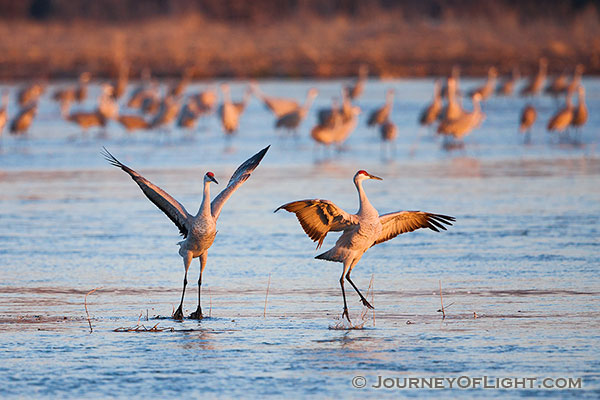 Two Sandhill Cranes Dance on a sandbar in the middle of the Platte River in the warm morning sun in early April.