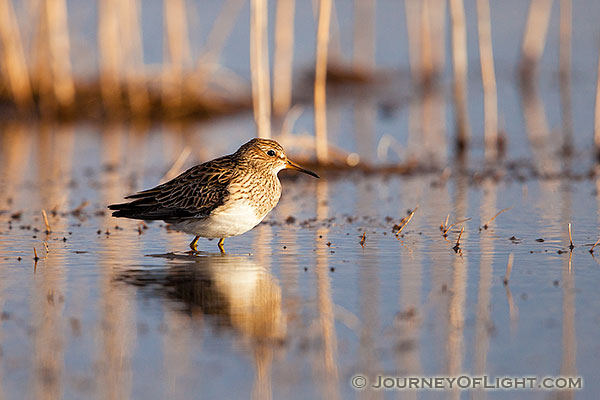 On a cool April evening, a yellowlegs scurries across the marsh at Little Salt Fork Marsh in Lancaster County.