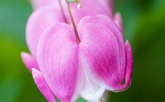 A row of redish bleeding hearts grow outside the museum at Schramm State Recreation Area.