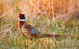 A ring-necked pheasant struts during the late spring at Crescent Lake National Wildlife Refuge.