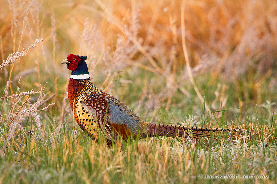 A ring-necked pheasant struts during the late spring at Crescent Lake National Wildlife Refuge.