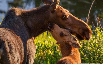 Near the end of the day, in the marshes of the Kawuneeche Valley in western Rocky Mountain National Park, a Moose calf and cow nuzzle in the setting sun before getting ready to bed for the night.