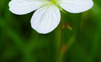 A Richardson Geranium blooms near the Beaver Ponds on the western side of Rocky Mountain National Park in Colorado.