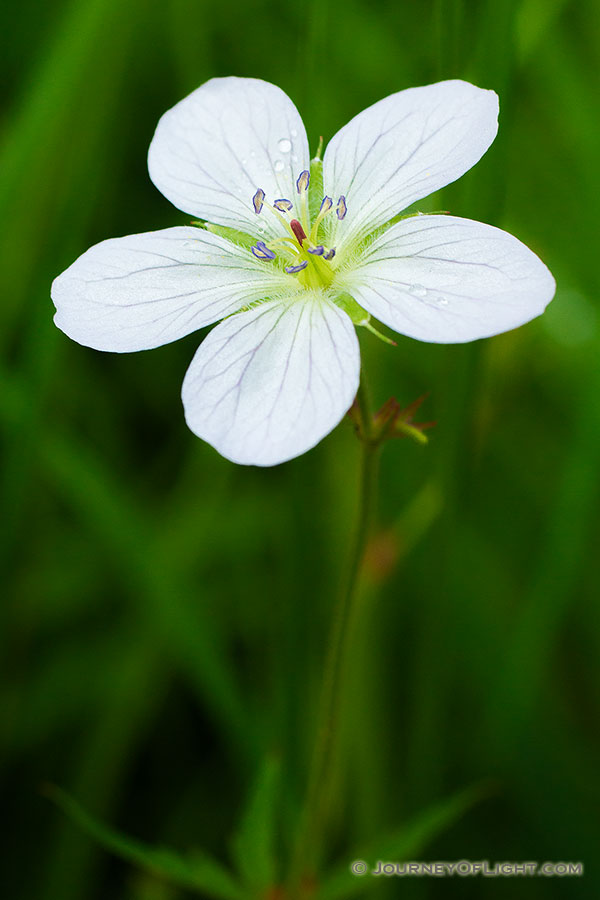 A Richardson Geranium blooms near the Beaver Ponds on the western side of Rocky Mountain National Park in Colorado.