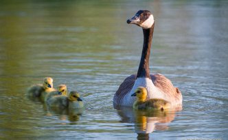 A gaggle of newly hatched gosling swim with their mother in one of the ponds at Schramm Park State Recreation Area.