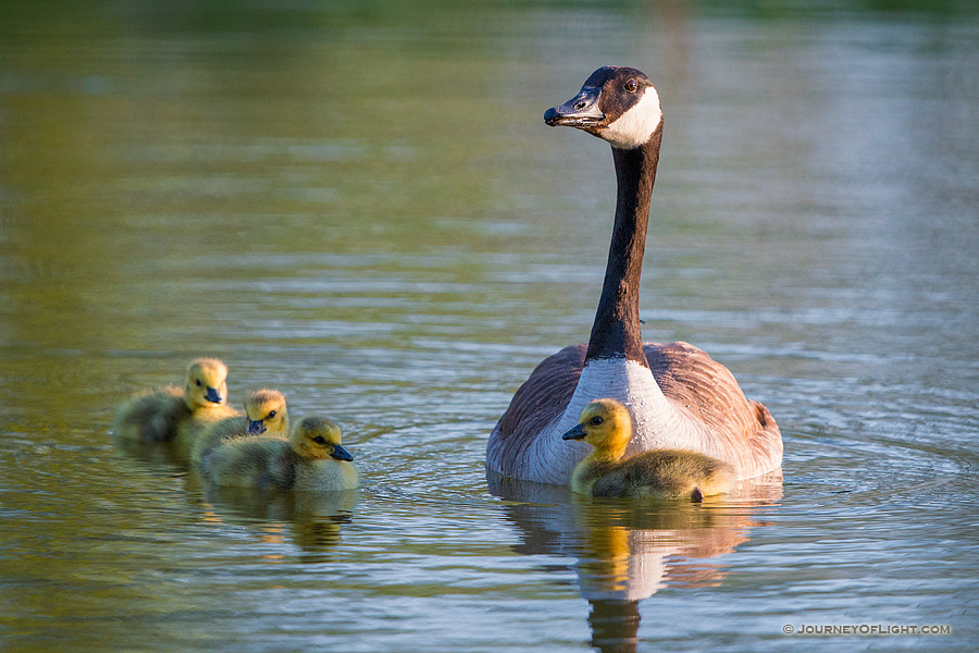 A gaggle of newly hatched gosling swim with their mother in one of the ponds at Schramm Park State Recreation Area.