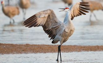 A Sandhill Crane struts on a sandbar on the Platte River in Nebraska.