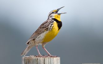 A Western Meadowlark, the state bird of Nebraska, sings on a fencepost at Ft. Niobrara National Wildlife Refuge.