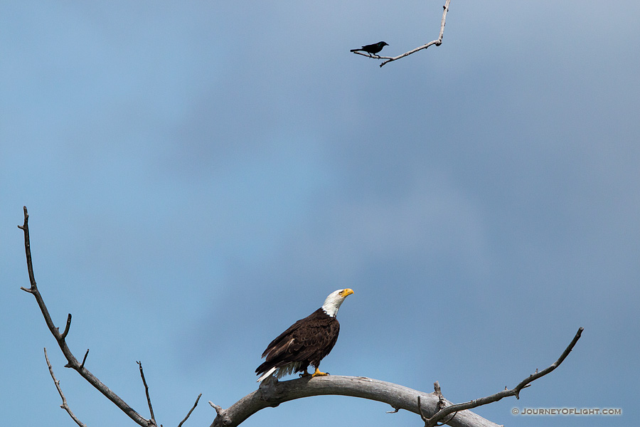 A crow taunts a Bald Eagle in high tree near his nest. Amazingly, the eagle ignored this visitor as he swooped by his head several times. Eventually, the crow tired and simply sat on this branch every so often chirping his indignation.