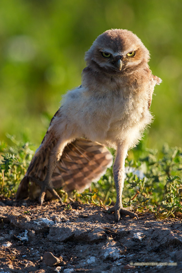 A young owl chick stretches his wing in the morning sun in Badlands National Park, South Dakota.