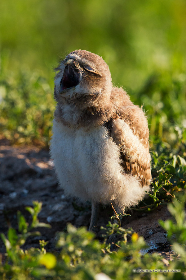 A burrowing owl chick yawns in the morning in Badlands National Park, South Dakota.