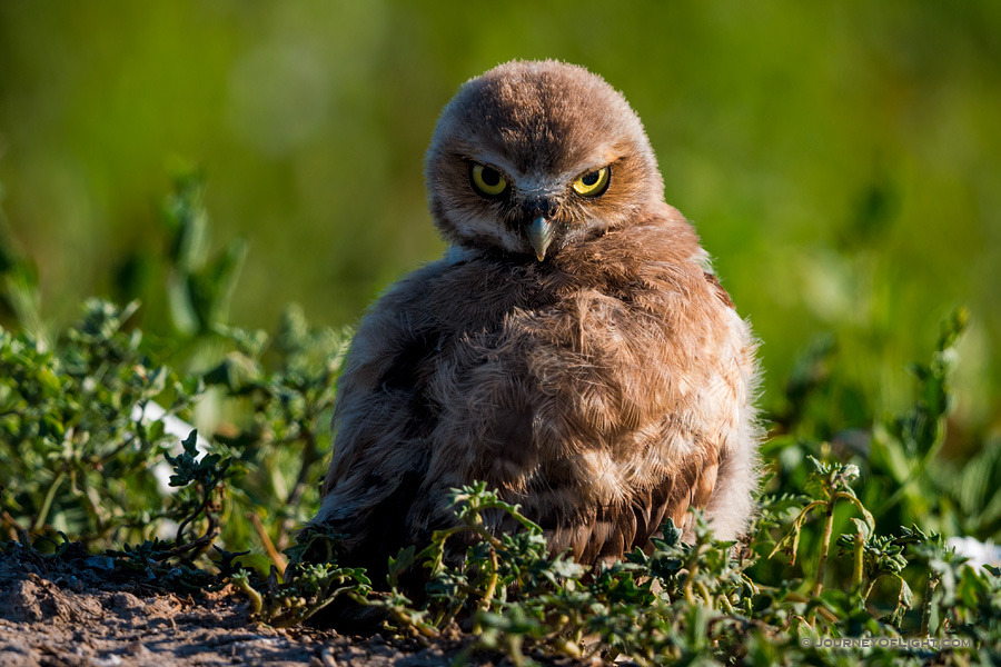 A burrowing owl chick looks over his wing in Badlands National Park, South Dakota.