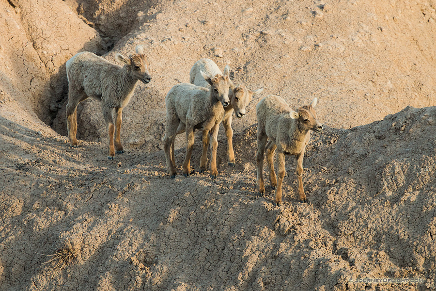 Four Bighorn Sheep kids navigate through the rocks in Badlands National Park, South Dakota.