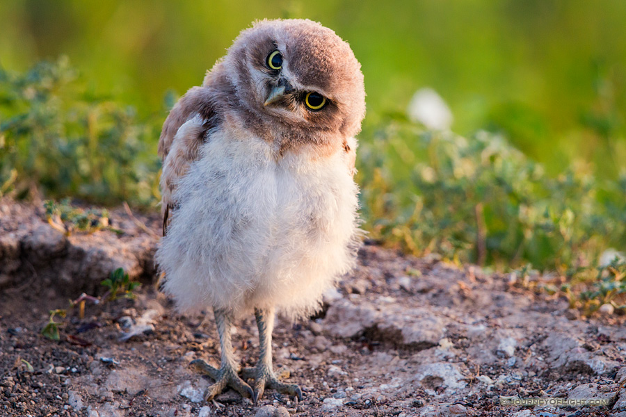 A young owl chick tilts his head in curiosity in Badlands National Park, South Dakota.