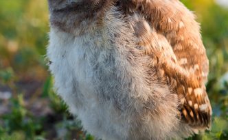 A young owlet tilts his head in curiosity in Badlands National Park, South Dakota.