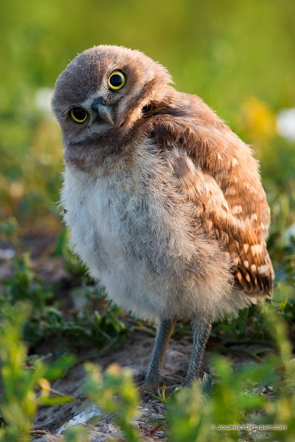 A young owlet tilts his head in curiosity in Badlands National Park, South Dakota.