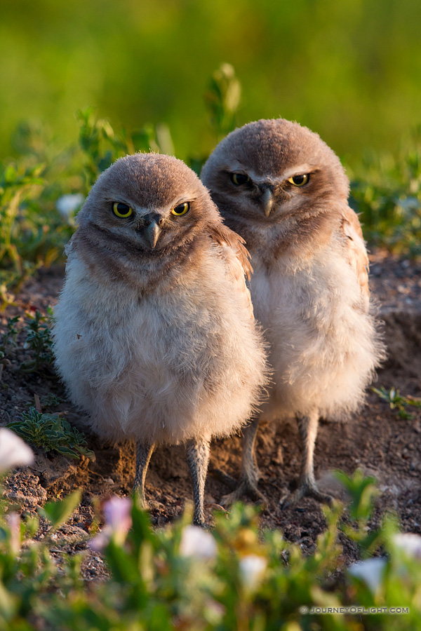 Two burrowing owl chicks watch quietly outside their home in Badlands National Park, South Dakota.
