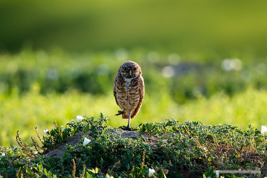 Unlike other owls, burrowing owls are active during the day, especially in the spring when gathering food. These owls prefer wide open areas and they are often found perching near their burrow on fence posts and trees. Here, a burrowing owl watches from a distance in Badlands National Park, South Dakota.