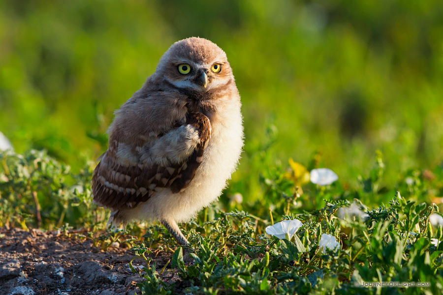 An owlet takes in the warmth of the morning sun in Badlands National Park, South Dakota.