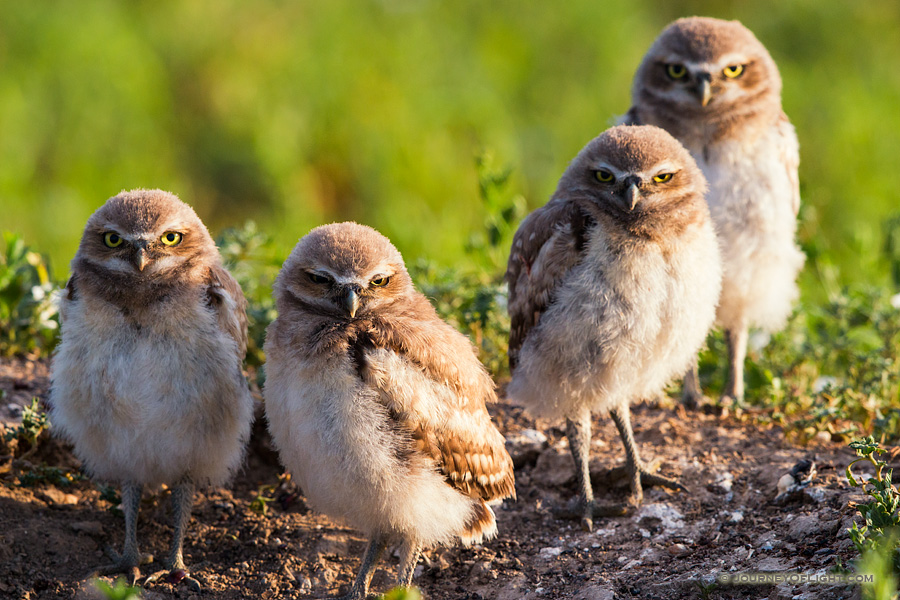 Four burrowing owlets look on in curiosity just outside their home in a prairie dog town in Badlands National Park, South Dakota.