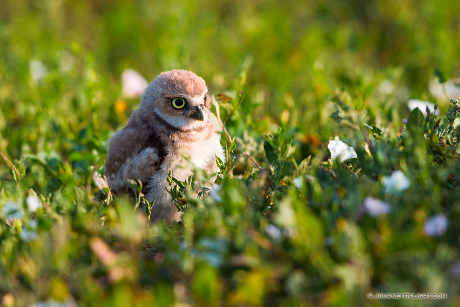 An owlet explores his surroundings after leaving his home in Badlands National Park, South Dakota.