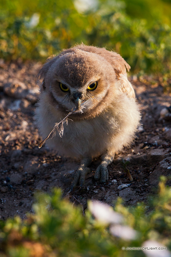 A burrowing owl chick picks up a fallen feather in Badlands National Park, South Dakota.