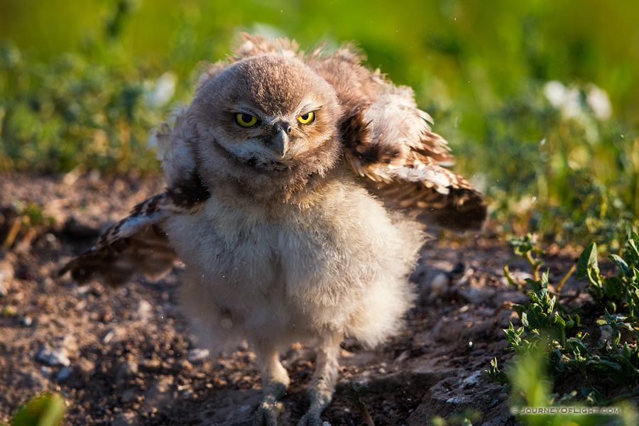 An owlet shakes his feathers just after sunrise in Badlands National Park, South Dakota.