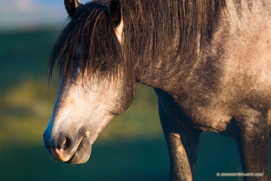 A wild horse roams near the top of a plateau in the early morning sun at Theodore Roosevelt National Park in North Dakota.