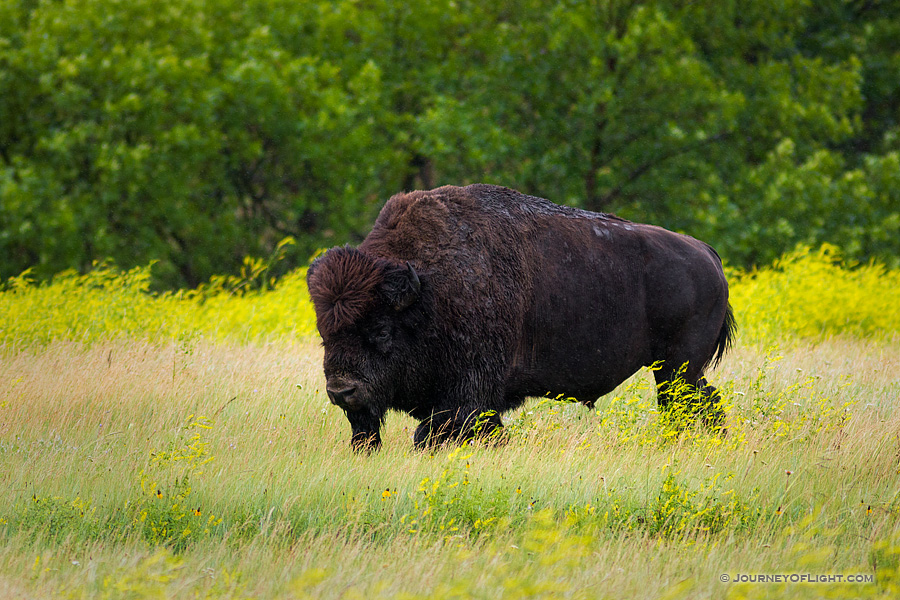 A buffalo (bison) moves slowly through a field in the North Unit of Theodore Roosevelt National Park.