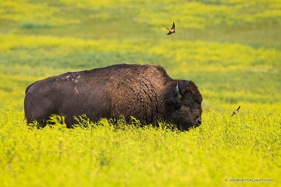 A buffalo (bison) trudges through a field of bright yellow wildflowers while birds swoop close in the North Unit of Theodore Roosevelt National Park.