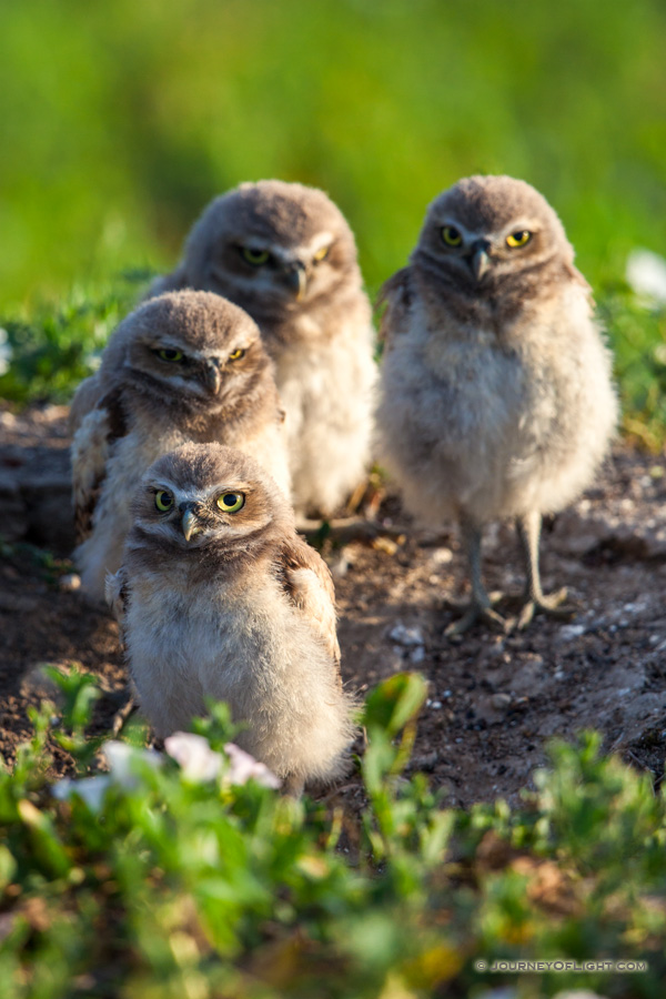 Four burrowing owl chicks watch quietly outside their home in a prairie dog town in Badlands National Park, South Dakota.