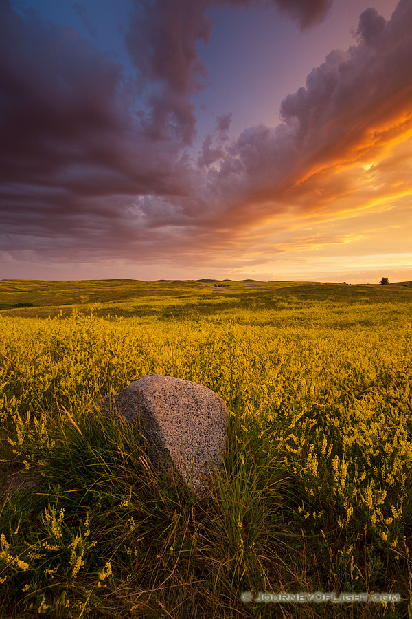 Clouds from a passing storm are illuminated by the brilliant warm hues of the rising sun above a field of wildflowers in Theodore Roosevelt National Park.