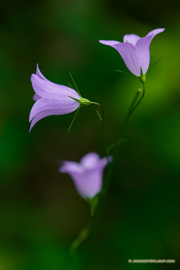 Bluebells sprout from the floor in a small stand of trees in the Painted Canyon in Theodore Roosevelt National Park.
