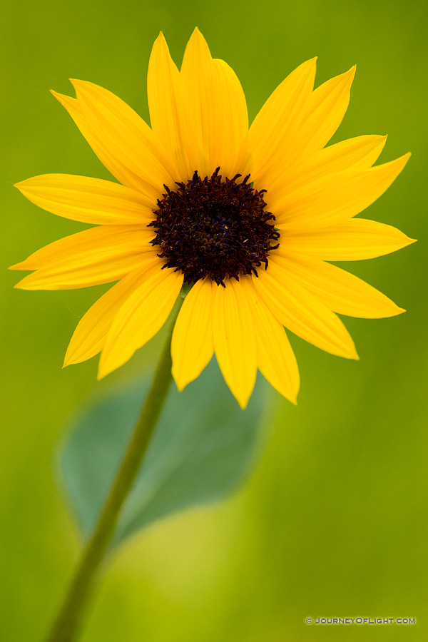 A sunflower grows at the bottom of the canyon in the Painted Canyon in Theodore Roosevelt National Park.