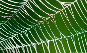 A spiderweb sparkles with dew drops like a string of diamonds early on a July morning in Theodore Roosevelt National Park. - See more at: http://www.journeyoflight.com/photo/diamonds-from-dew/north,dakota