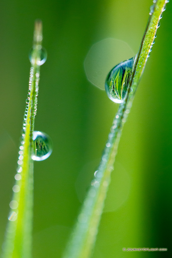 Dew drops cling to verdant blades of grass in the early morning at Theodore Roosevelt National Park.
