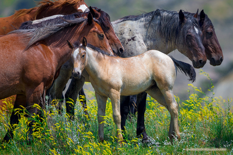 A young colt with a group of other wild horses at Theodore Roosevelt National Park in North Dakota.