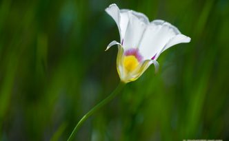 A Mariposa Lily grows in the open sun on the side of a ravine in Theodore Roosevelt National Park.