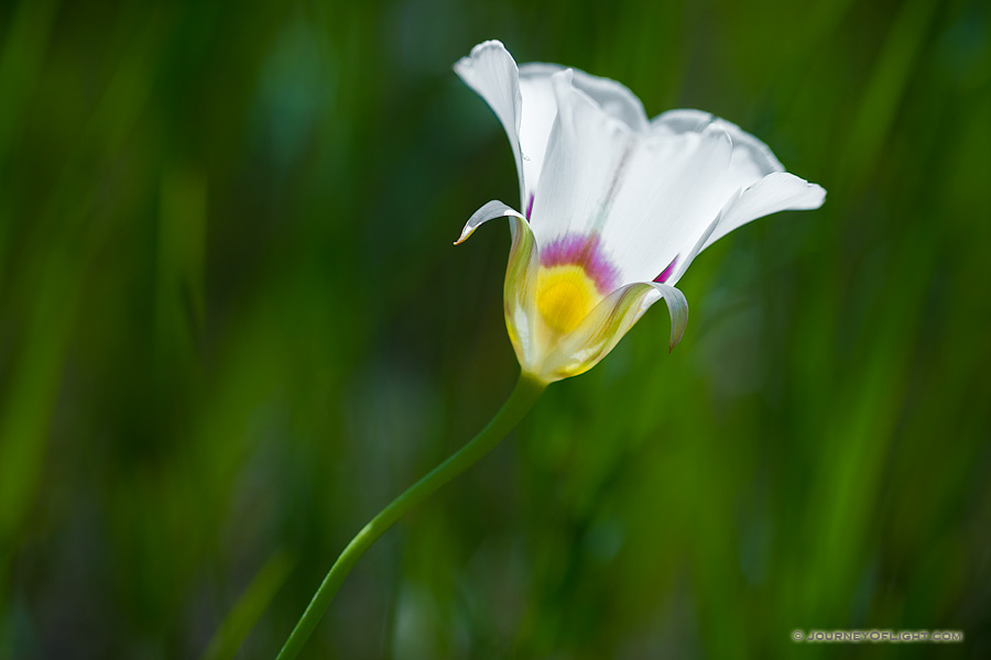 A Mariposa Lily grows in the open sun on the side of a ravine in Theodore Roosevelt National Park.