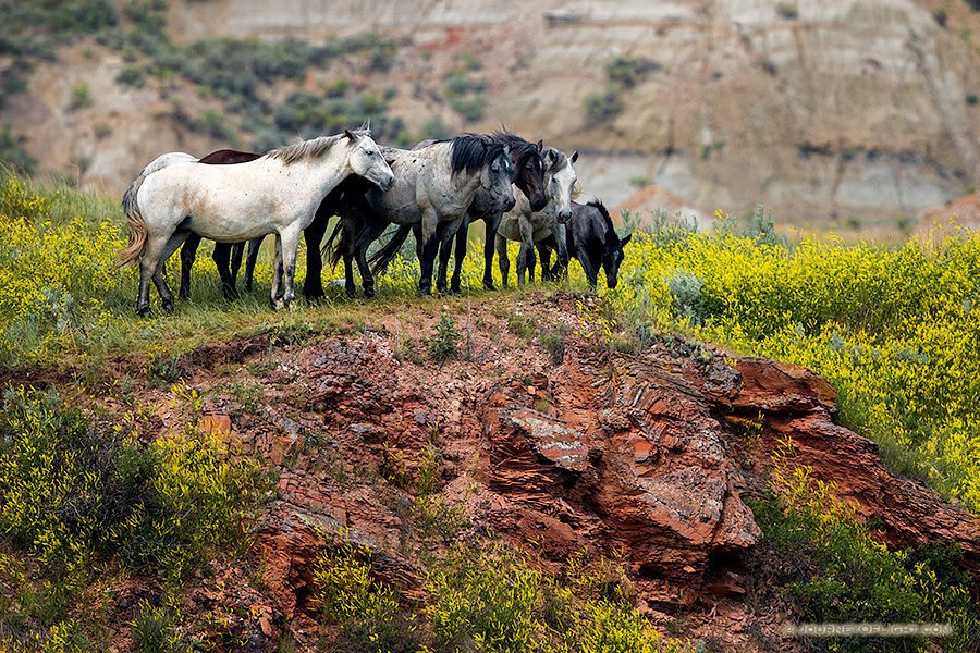 Theodore Roosevelt National Park is one of the few areas in the west where free-roaming horses may be observed. The park maintains a herd of anywhere from 70 to over 100 wild horses so that visitors may experience the area as it was during the open range era of Theodore Roosevelt. Here, the wild horses stop at a cliff overlooking a small stream at Theodore Roosevelt National Park in North Dakota.