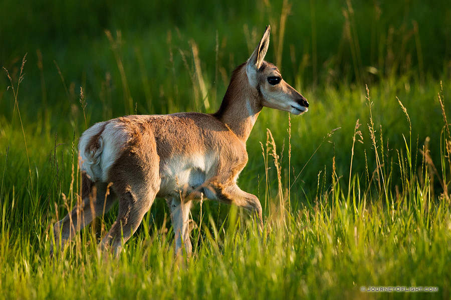 A young pronghorn pauses from his playing in the morning sun in Custer State Park, South Dakota.