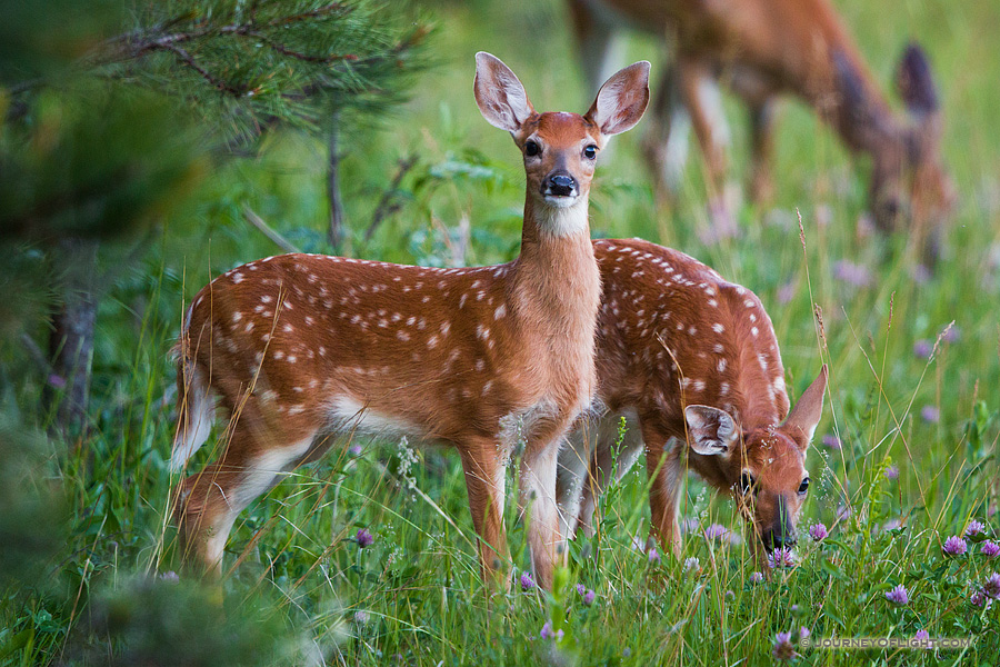 Young fawns quietly graze on green grass near the border of a forest in Custer State Park, South Dakota.