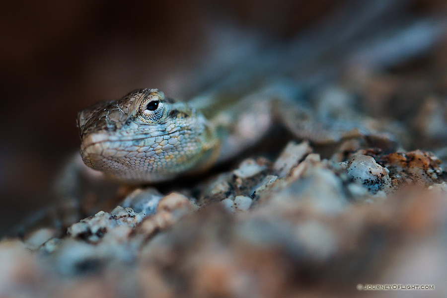 Curious Lizard